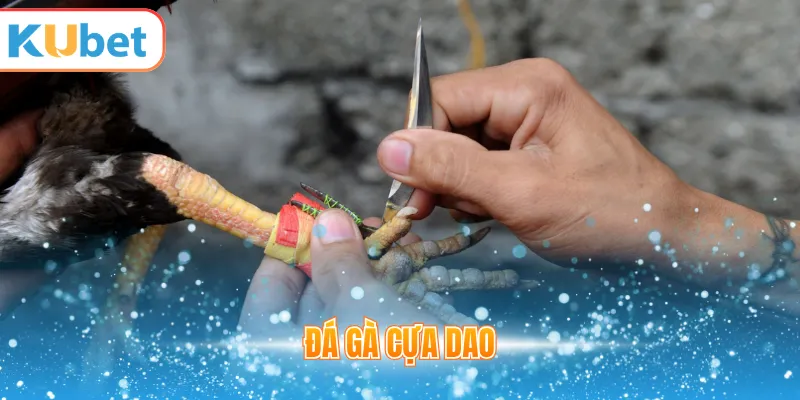 Đá gà cựa dao