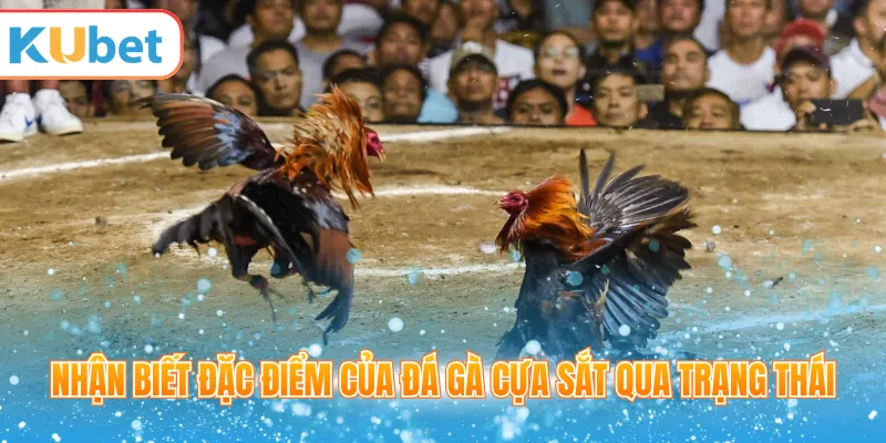 Nhận biết đặc điểm của đá gà cựa sắt qua trạng thái