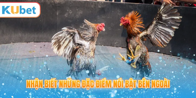 Nhận biết những đặc điểm nổi bật bên ngoài