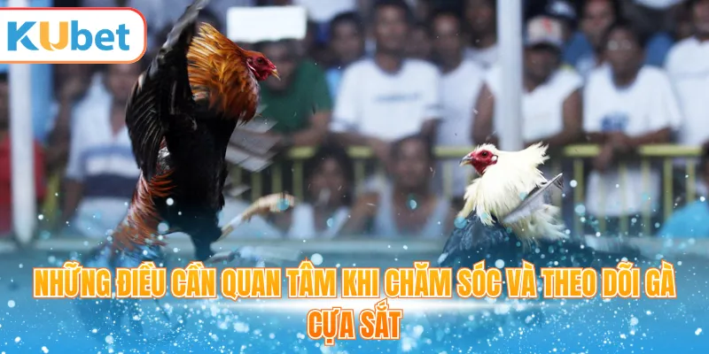 Những điều cần quan tâm khi chăm sóc và theo dõi gà cựa sắt