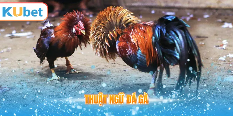 Thuật ngữ đá gà